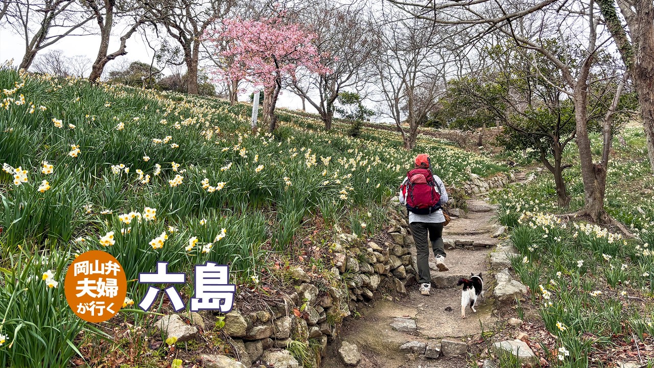 【岡山・笠岡諸島】久しぶりに六島にスイセンを見に行ったら猫島になっていた