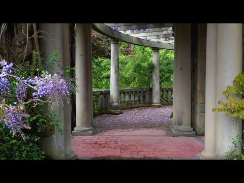 May 14 gardens update: first bloom of 100-year-old Wisteria