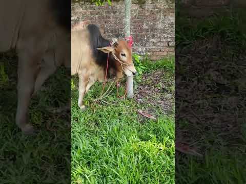 #funny #animals #viral #caw #dog 🤣🤣🤣