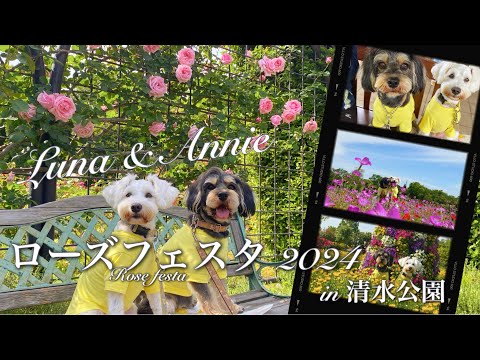 犬のバラ、犬のバラ 植物