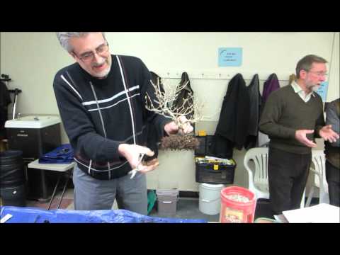Root pruning demonstration at Bonsai Club meeting, March 2015