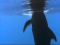 Dolphins The Wild Side