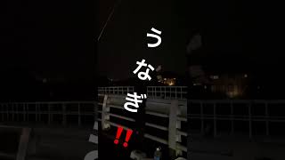 ウナギ・ザ・ムービー　#釣り #shorts