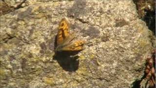 preview picture of video 'Wall Butterflies. La Croix-Tasset, Côtes d'Armor, Brittany, France 28th August 2011'