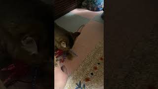 ［猫動画］わがままライオンの逆襲
