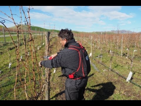 Pruning grape vines