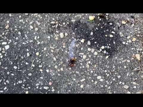 European Hornets Getting into Cracks in the Exterior in Brielle, NJ