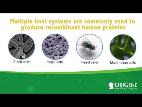 Educational Seminar: Expression Hosts for Recombinant Proteins