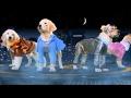 Super Buddies 2013 Teaser Trailer