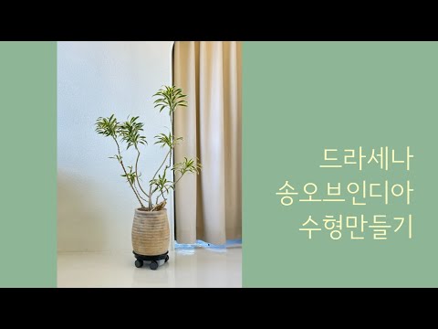, title : '딥가든 ∣ 드라세나 송오브인디아 수형 만들기 ∣'