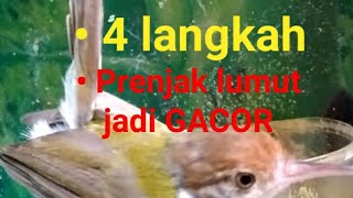 Download lagu Cara Membuat Prenjak Lumut Cepat Gacor mp3