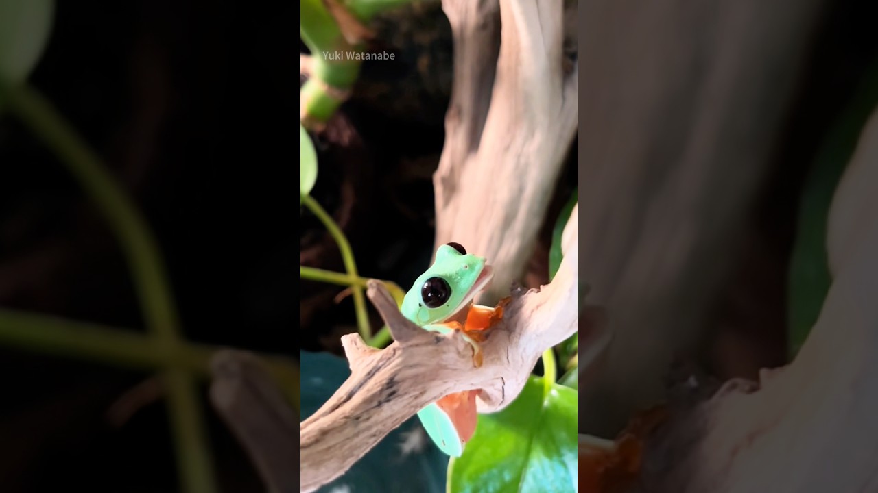 Tree frog 🐸 #animal #cute #frog