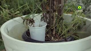 vídeo: Amapá unido contra o aedes