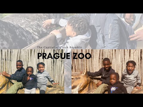 Prague Zoo| The Capital of Czech Republic