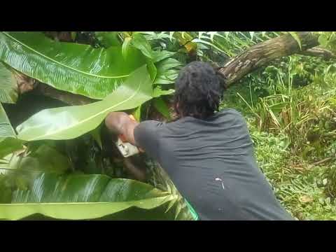 Gershon Landscaping Services (2)