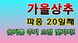[텃밭농부.787]  가을상추 파종 20일째 액비 웃거름 주는 요점 몇가지 #상추재배