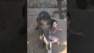 The Day I Was Run Over by a Baby Elephant || ViralHog