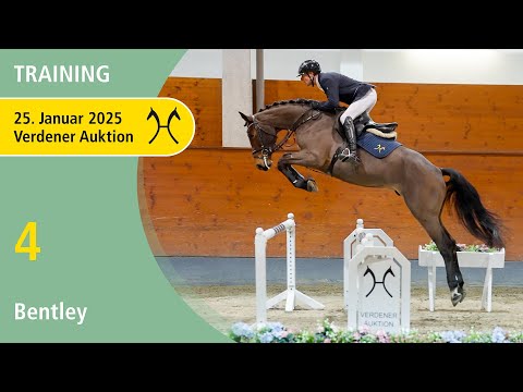 No. 4 Bentley by Baloutaire PS - Comte | Training - Verden Auction Online – January, 25th