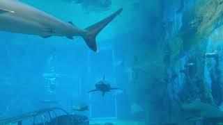 amazing sea animals #1