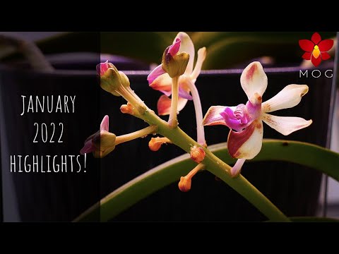 Orchid and Plant Room Highlights January 2022 - More & more blooms to show off!