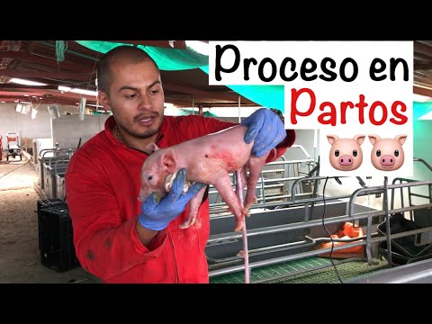 Process of 🐷FOURTHING🐷 in SOW--CHAPTER 4.2-- FOURTHING IN SOWS