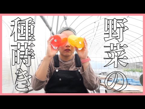 ズッキーニの種まき:こんな感じです 植物