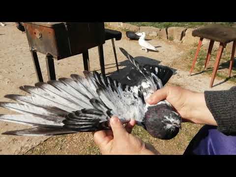 🕊️💥 ГОЛУБИ 🕊️💥 МОЛОДЁЖЬ 🕊️💥 У АЛЕКСАНДРА ДЕРКАЧ 🕊️💥 9.04.2020.г. Г. САЛЬСК
