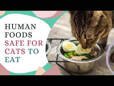 Human Foods That Are Safe For Cats To Eat