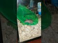 Stella Paige And Her Wheel