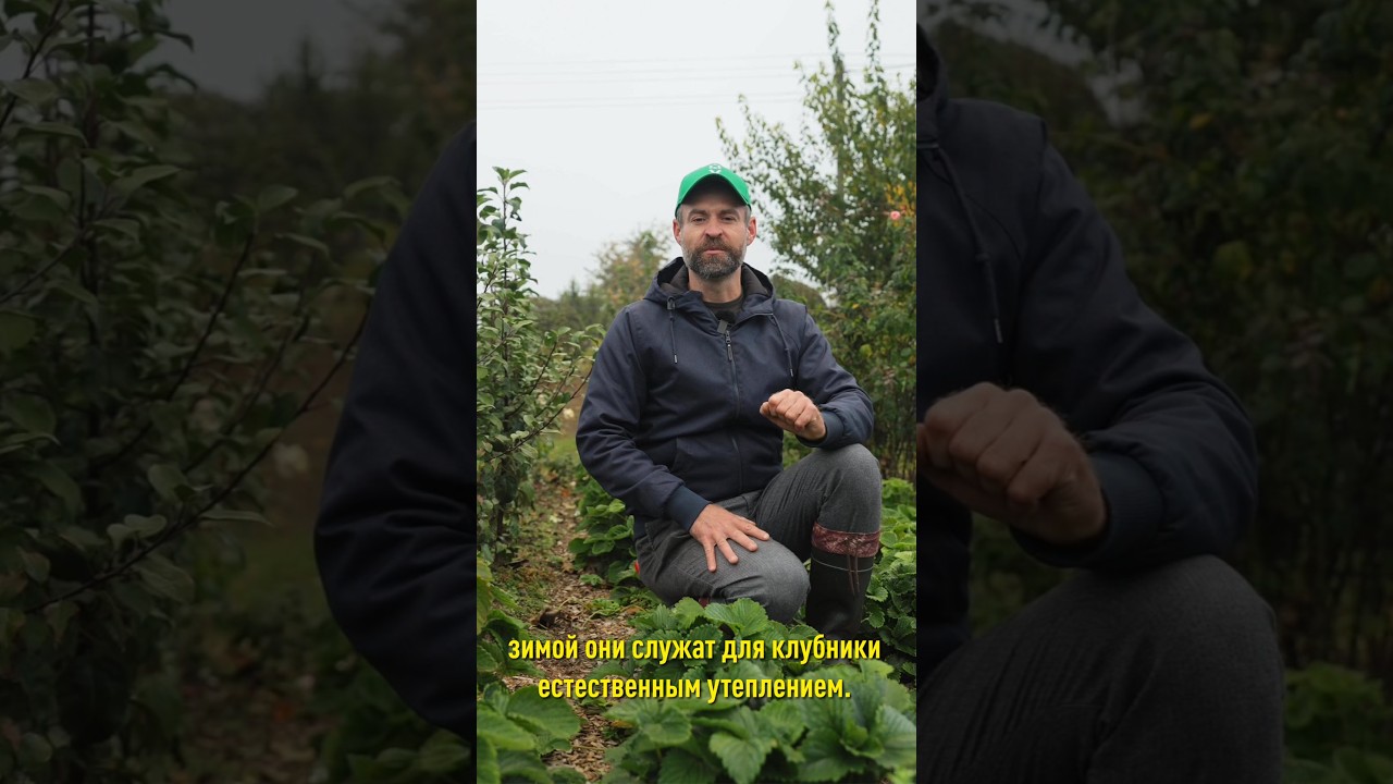 Успейте сделать это с клубникой осенью, чтобы быть с урожаем в следующем году!