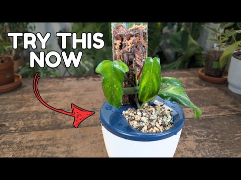 Trying the new GrowLid moss pole system