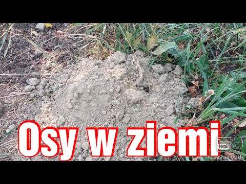 Gałąz sosny dla owiec Kamerunskich - gniazdo os w ziemi