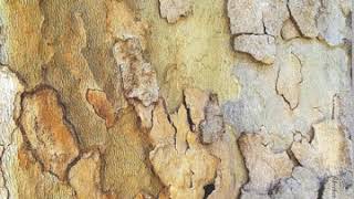 Fibreforms - Ore Corymb