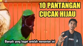 Download lagu JANGAN PERNAH LAKUKAN KESALAHAN INI PADA CUCAK HIJAU mp3