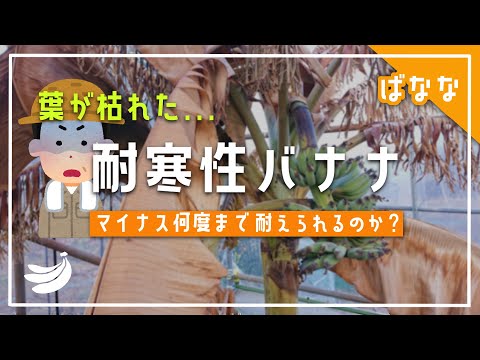 園芸 寒さに強いバナナの木