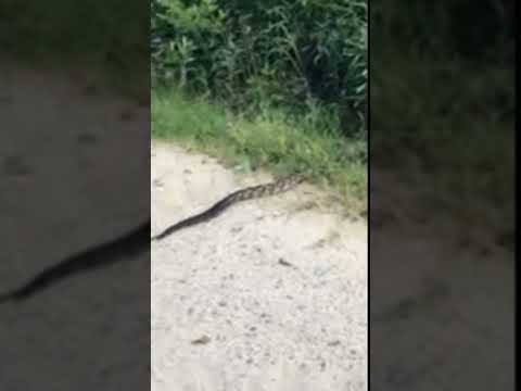 Beware of the Giant Timber Rattler: A Scary Encounter