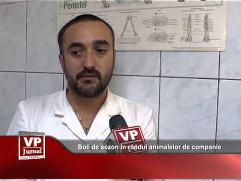 Boli de sezon în rândul animalelor de companie