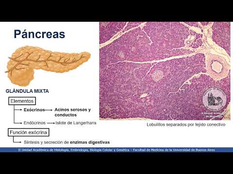 VIDEO #45 | Digestive System II - Exocrine Pancreas