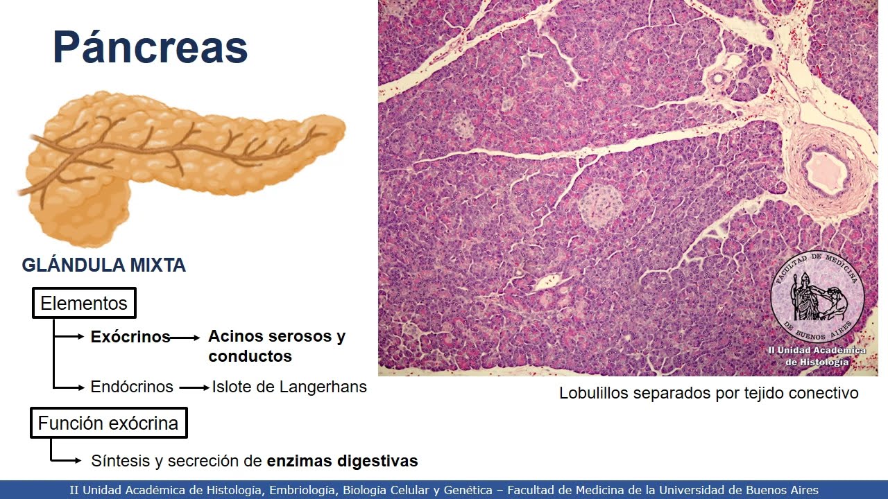 VIDEHISTO #45 | Sistema Digestivo II - Páncreas exócrino