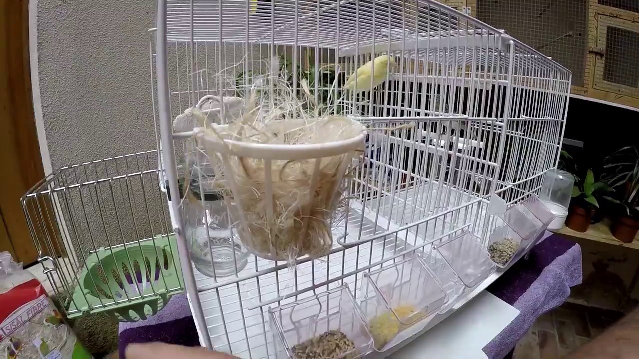 comment debuter l'elevage canaris (les basses )