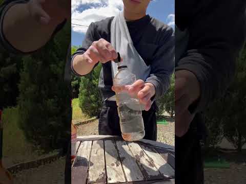 新しい季節を安全に始めるために、冬に庭を害虫から守るにはどうすればよいですか？  庭園