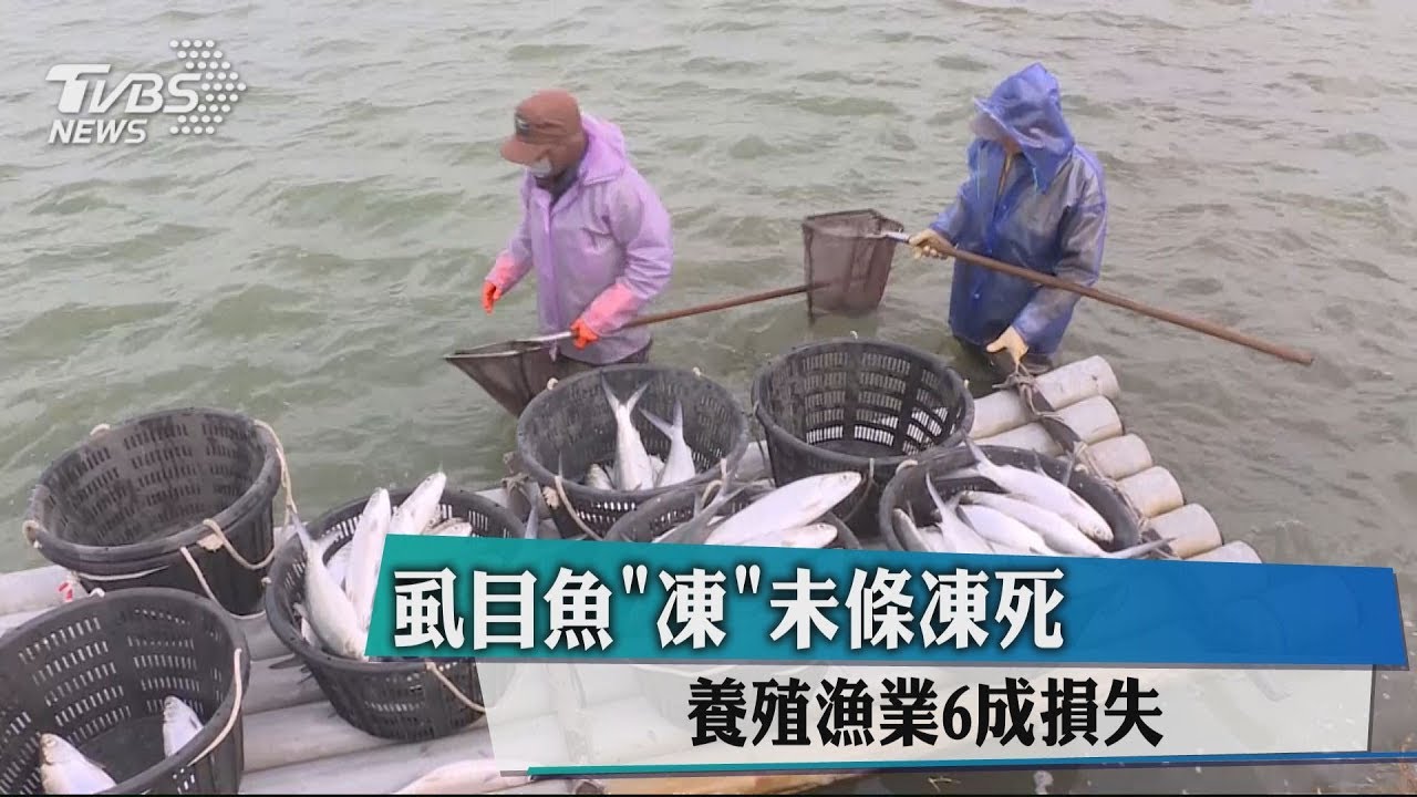 虱目魚「凍」未條凍死 養殖漁業6成損失