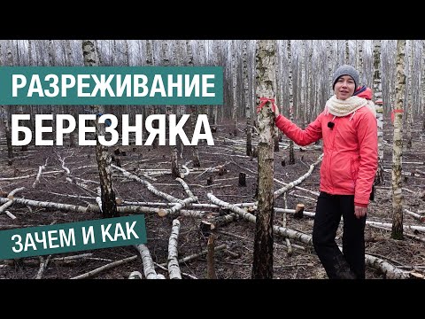 Зачем разреживать лес и как это делать: рубка ухода в березовом лесу (второе издание)