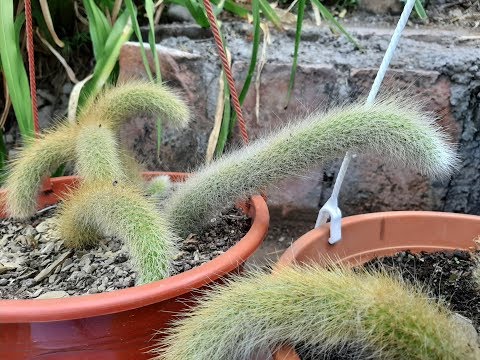, title : 'Cuidados del Cleistocactus colademononis / Cactus cola de mono / Hildewintera colademononis'