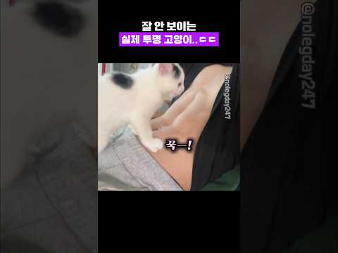 고양이가 어디있나요..??