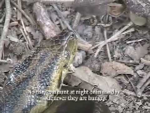 Searching for Anacondas in Knee Deep Water, The Pampas of Bolivia
