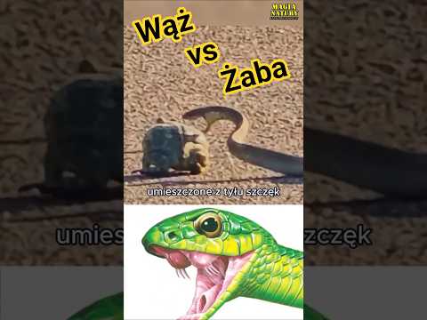 Jadowity Wąż vs Żaba Olbrzymia