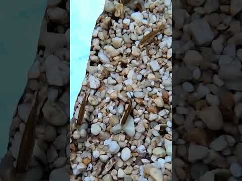 Cachoeira Andorinhas Morro do Pilar MG