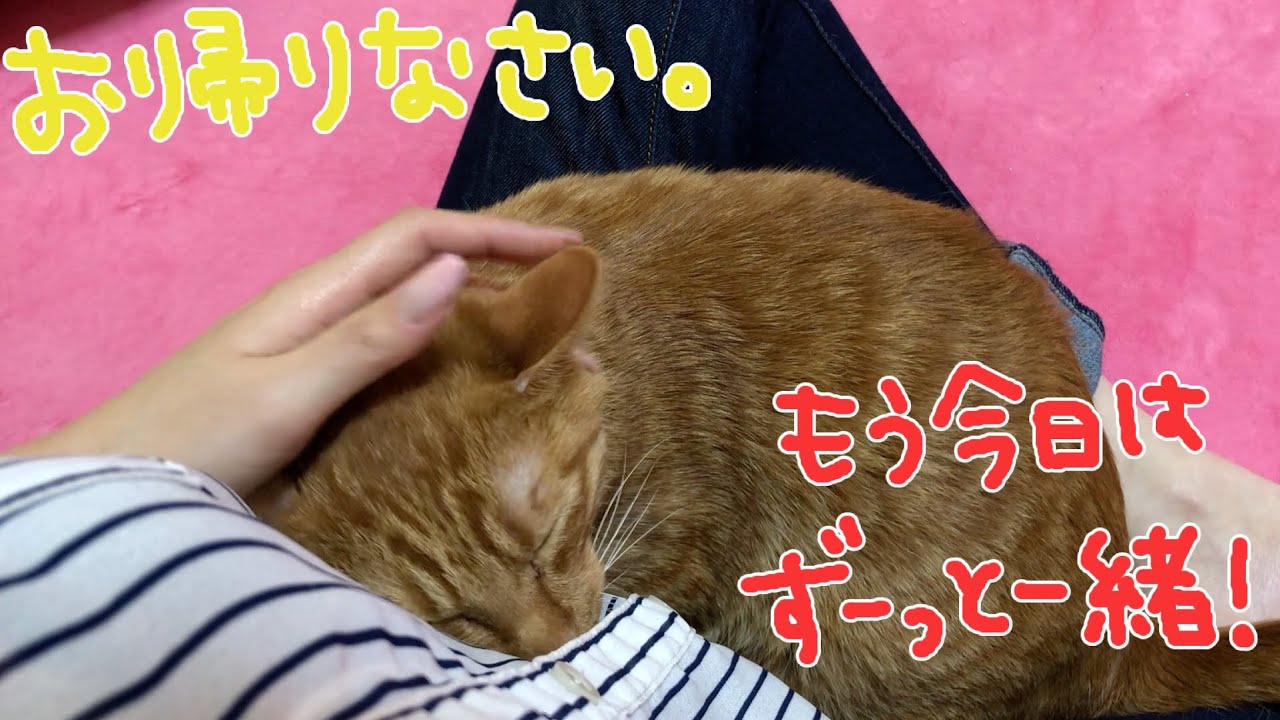 留守番ねこのかわいすぎるお出迎え！メス飼い主編！