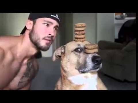 Това е най-дисциплинираното куче в света!